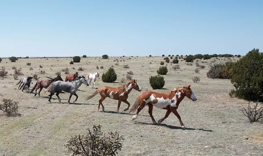 wild mustangs colorado