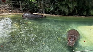 Hippopotamuses swimming in a pool at the Juan A. Rivero Zoo in Puerto Rico.