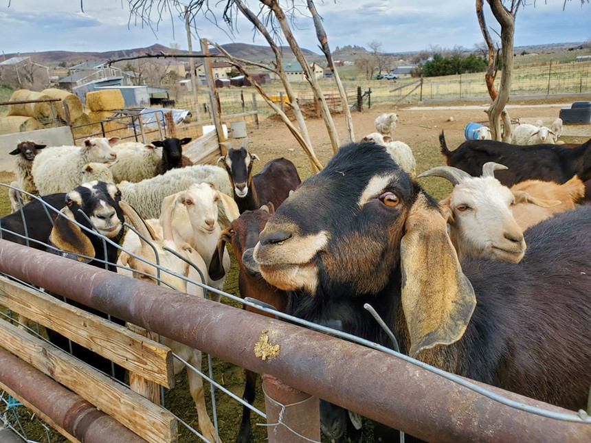 a herd of goats and sheep behind a fence