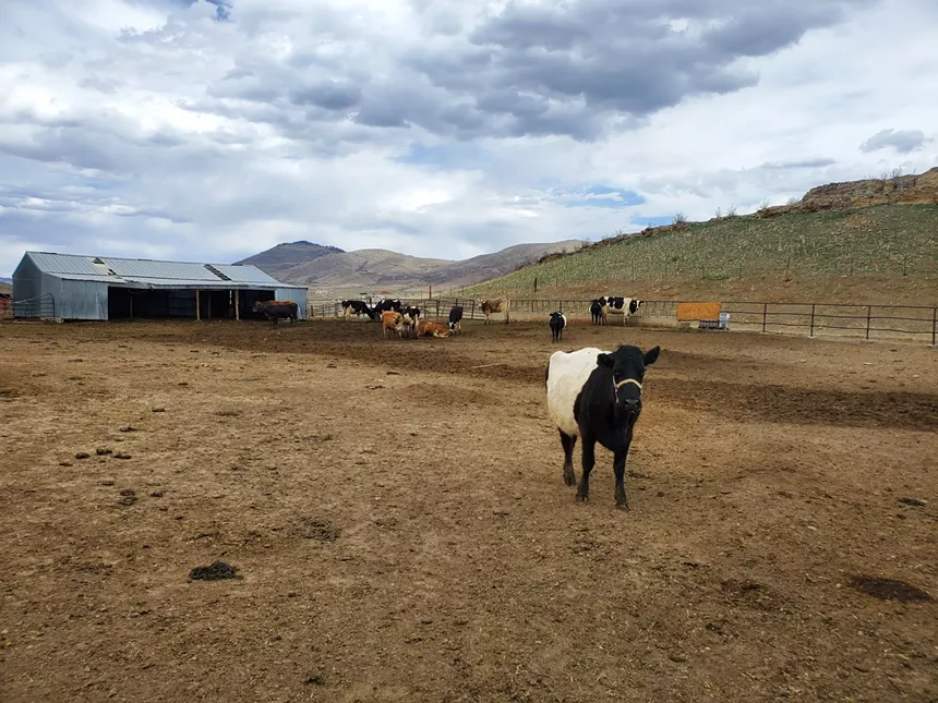 a black cow with a white stripe in the middle walks in a field