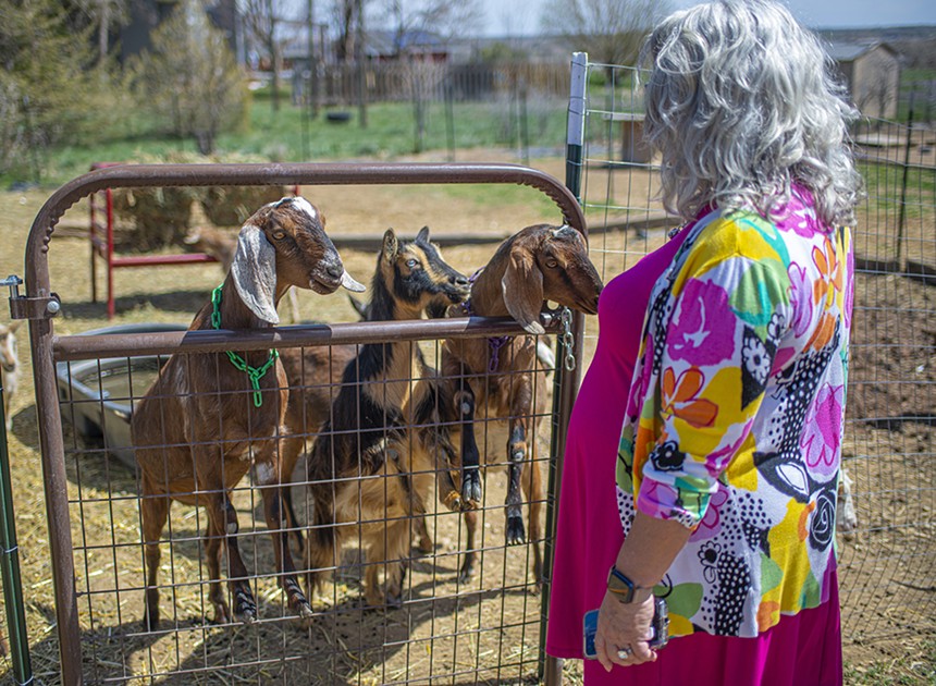 Carolyn Peterson goats Capella farm