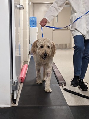 A dog walks on a treadmill after surgery