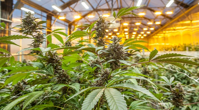 Inside a cannabis greenhouse operation in Colorado