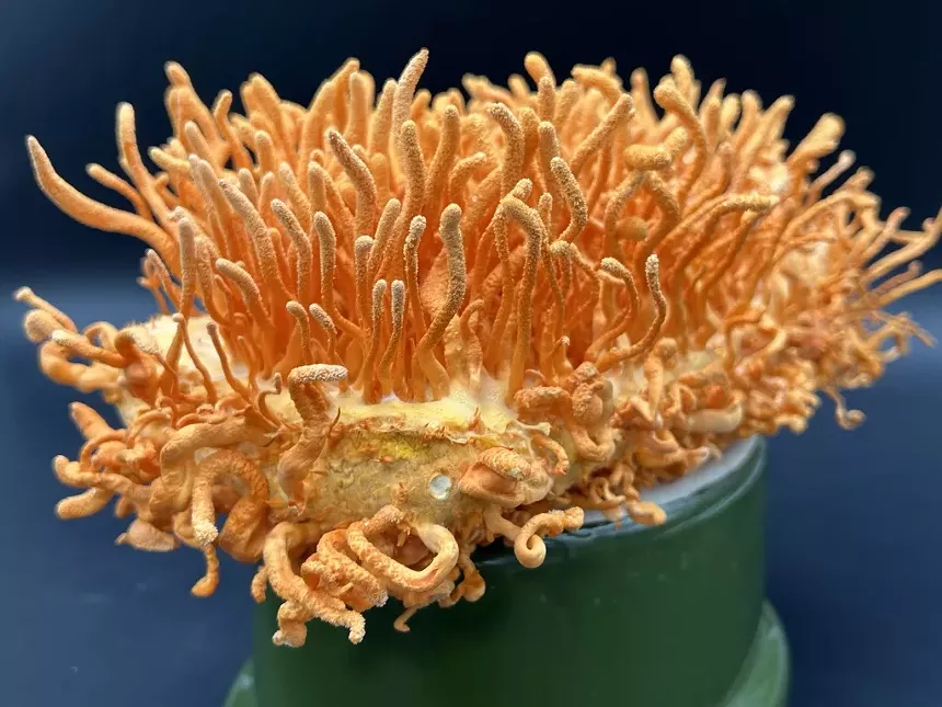 an orange mushrooms with long, spindly growths