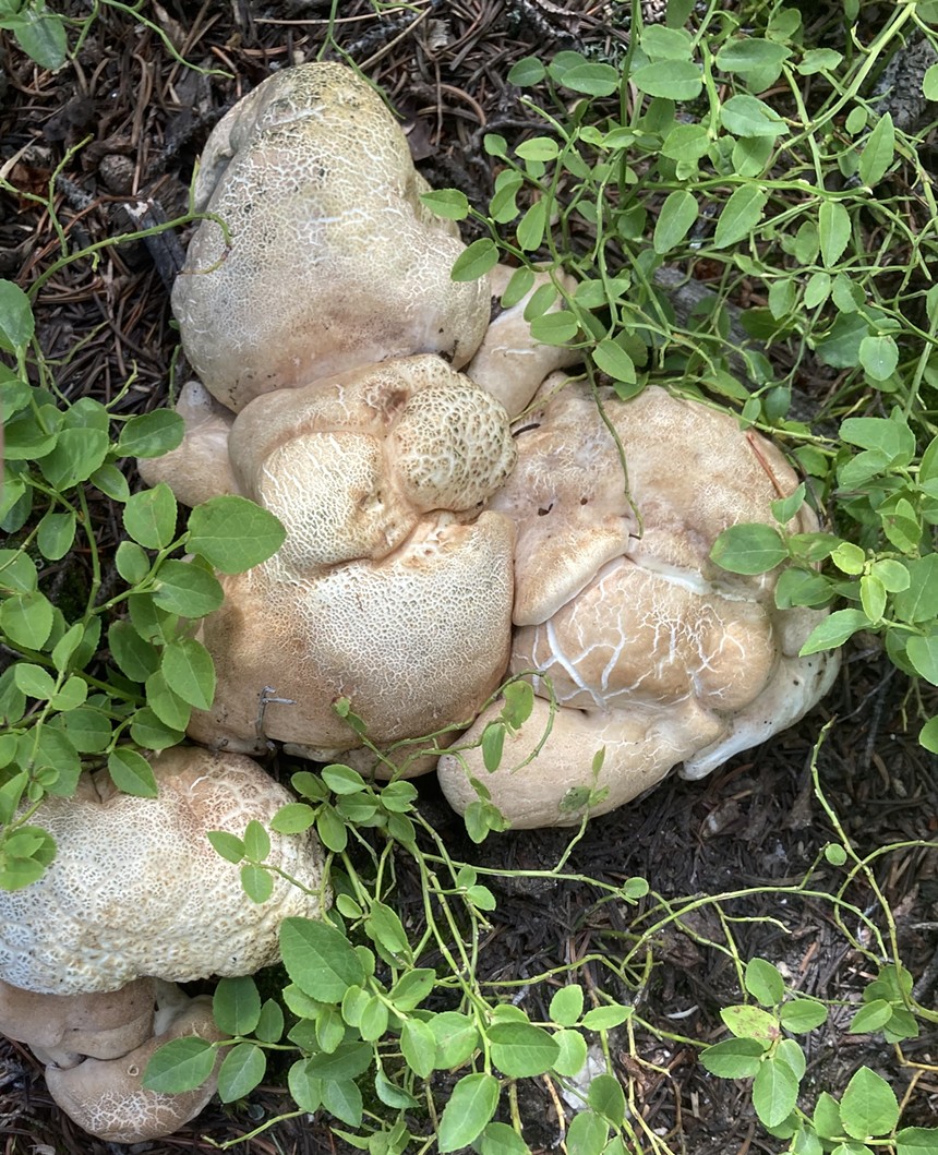 white, clumpy mushrooms growing in dirt