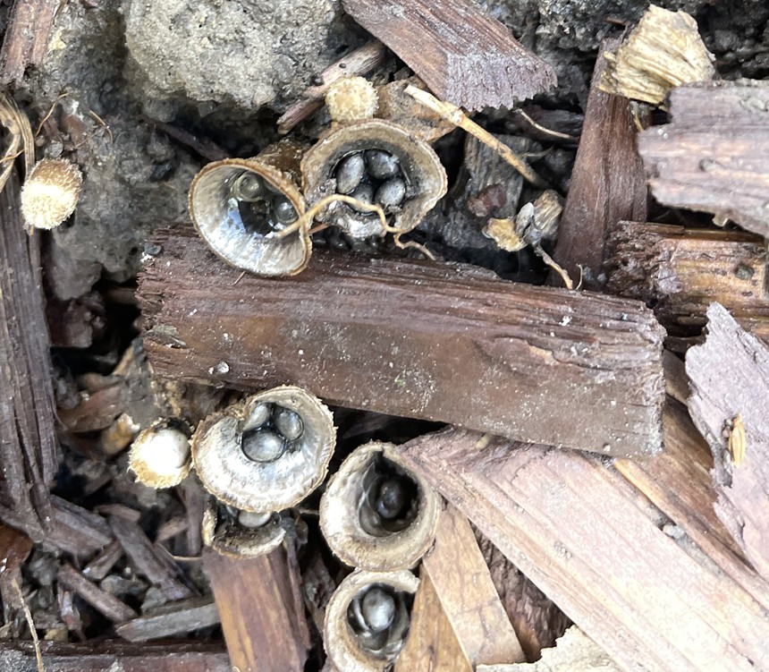 small, silvery, cup-like mushrooms growing on wood chips