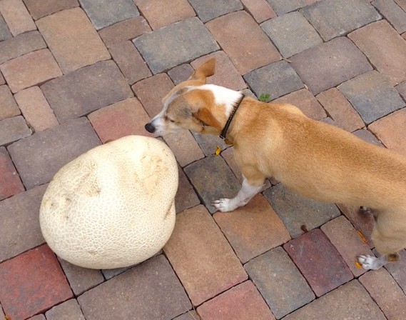 a big, white puffball-like mushroom next to a small dog