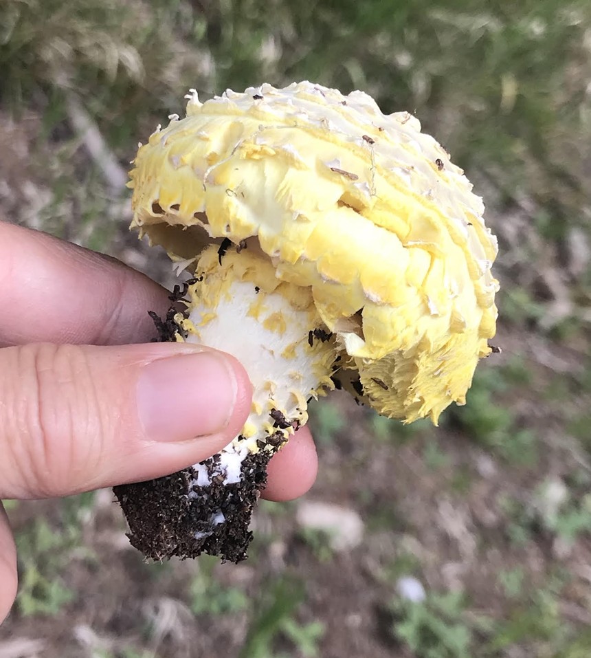 a small shite mushrooms with yellow petal-like growths