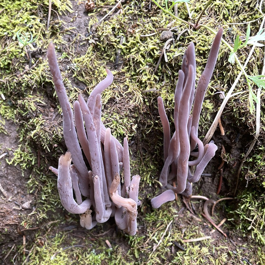 tall, long, purple-colored mushrooms growing in moss