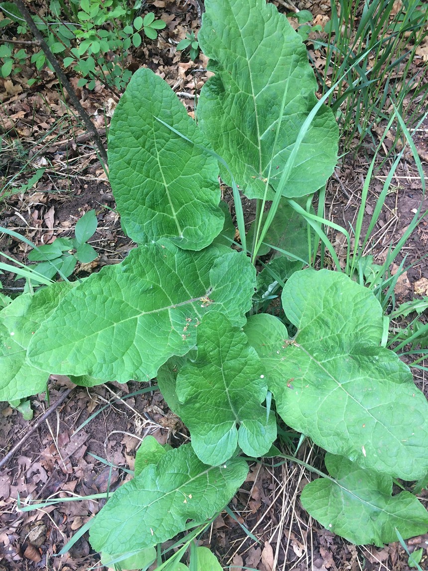 a green plant with wide leaves