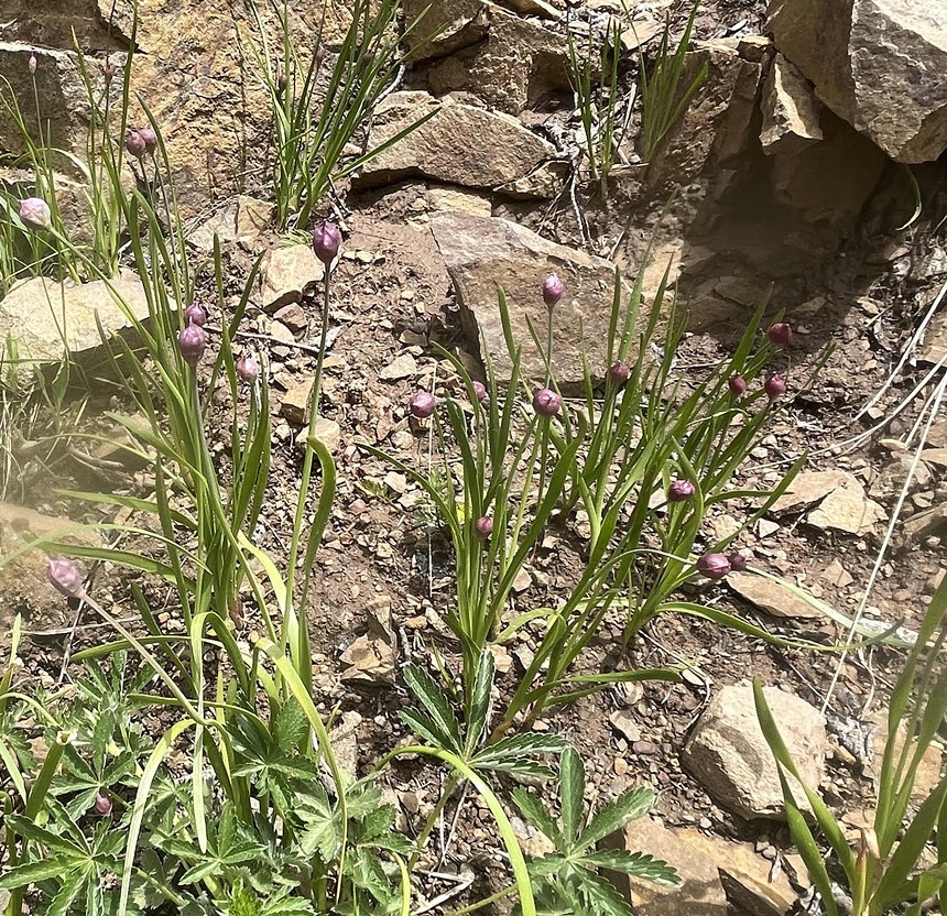 long green plants growing out of dirt with purple flowers on top