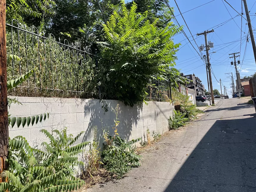 Weeds growing in Denver, Colorado, which got hit with heavy rain in early summer.