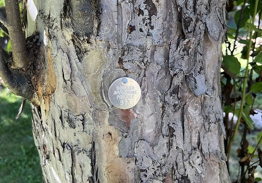 apple tree bark and tag