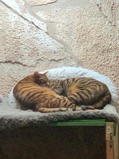 Two cats with orange and black stripes curl up on a fluffy bed.