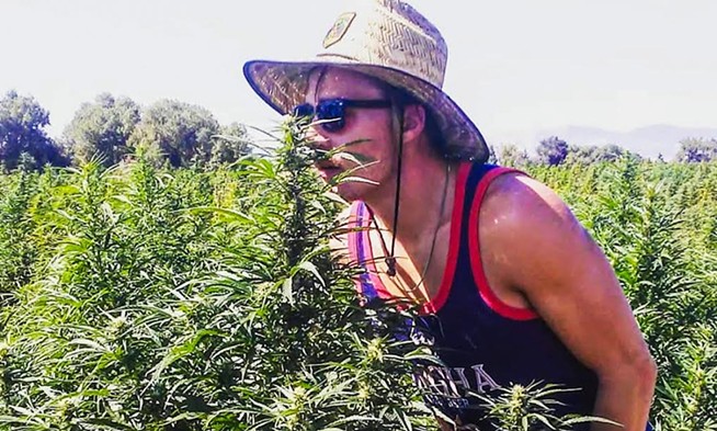 A hemp farmer smells cannabis plants