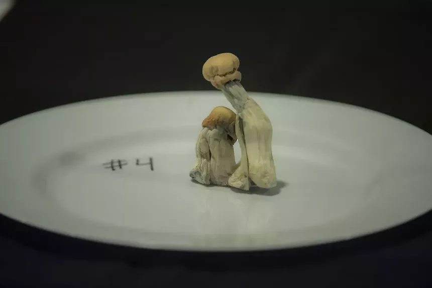 psychedelic mushrooms on a plate