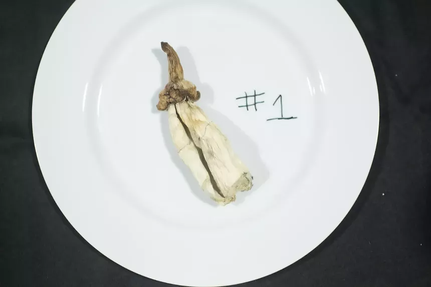 oddly shaped psilocybin mushroom