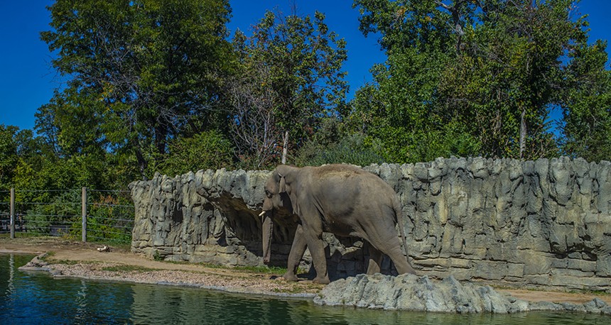 elephant outside at zoo