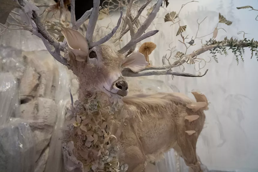 a deer