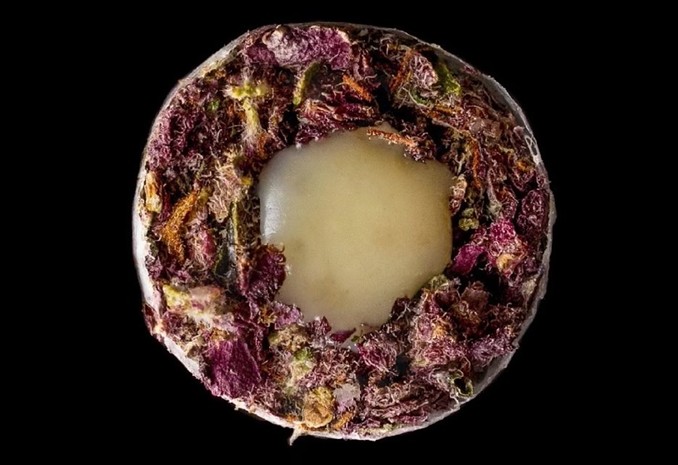 A purple cannabis joint with rosin inside