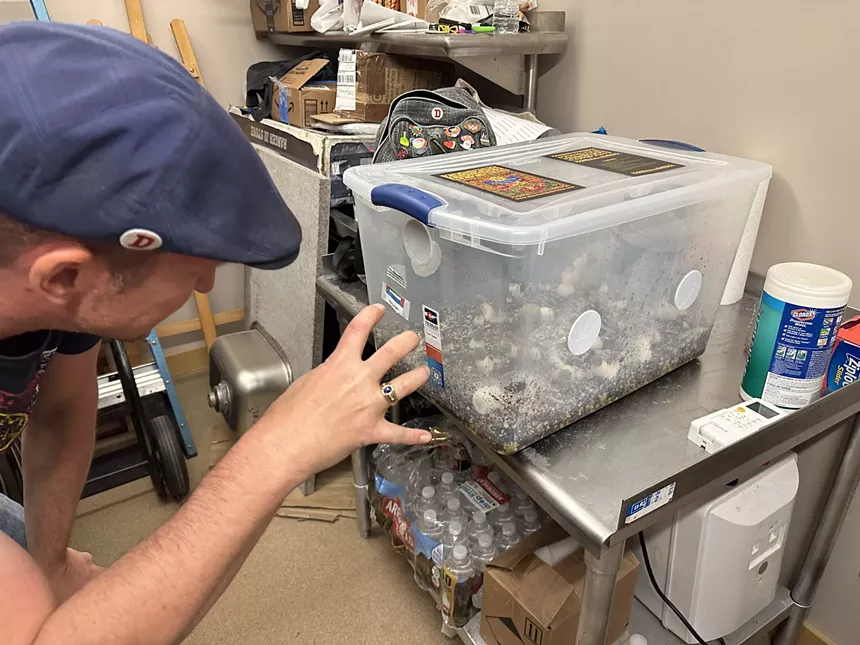A man points at growing magic mushroom