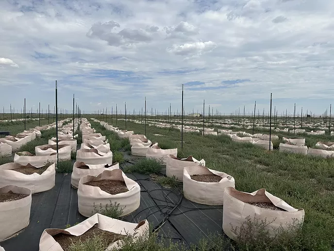 Empty plots of soil on a cannabis farm