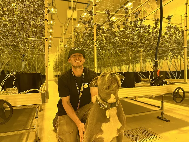A man holds a pit bull in fron of cannabis plants