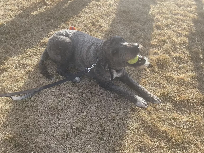 dog in sun