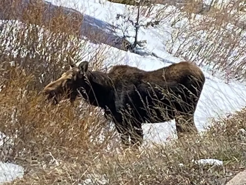 a female moose