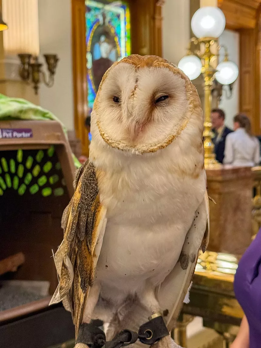 While owl falling asleep