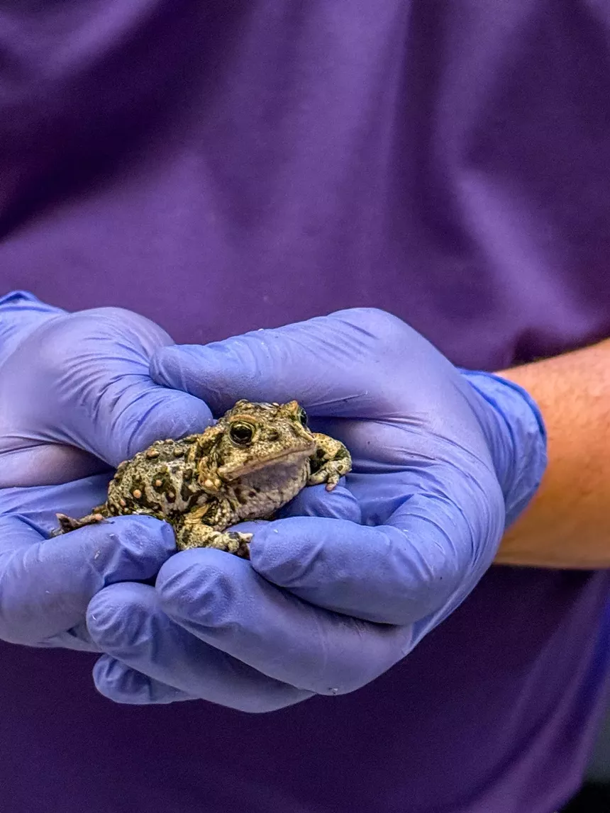 Toad in hands wearing blue gloves