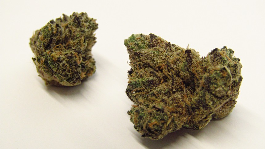 Funyunz cannabis strain