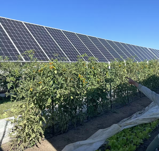 Solar panels and tomatoes