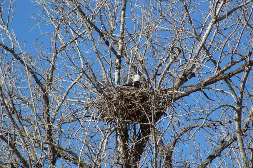 Bald eagle sits in nest