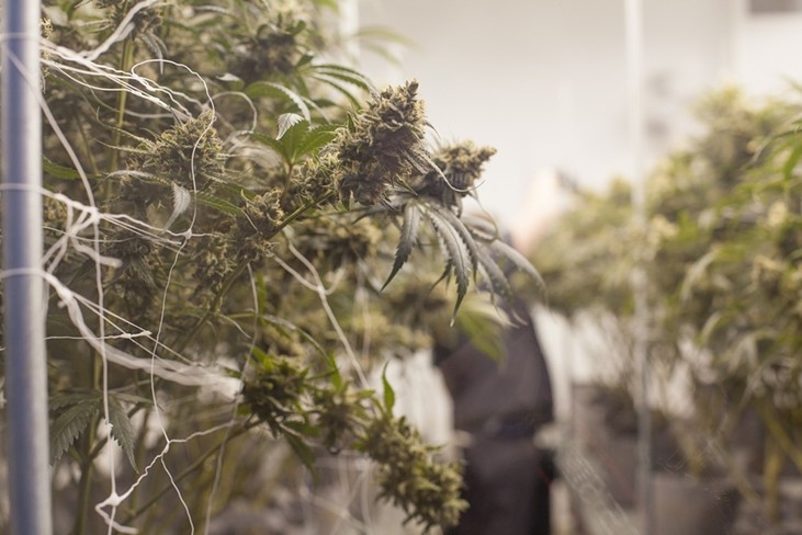Marijuana plants and buds hang over the ground inside of a grow