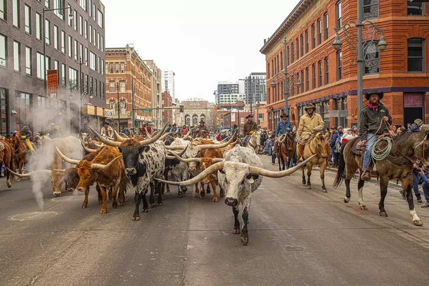 cows and steers on the street