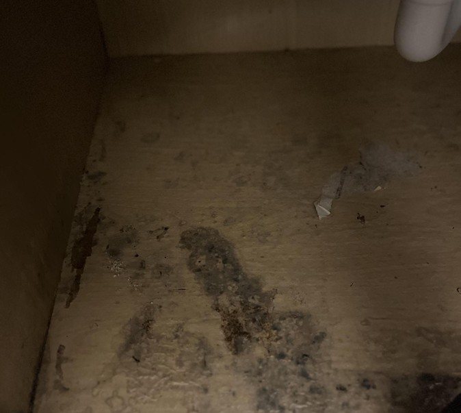 Black mold on wood under a kitchen sink