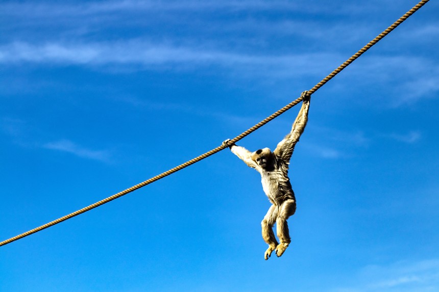 monkey swinging on a rope