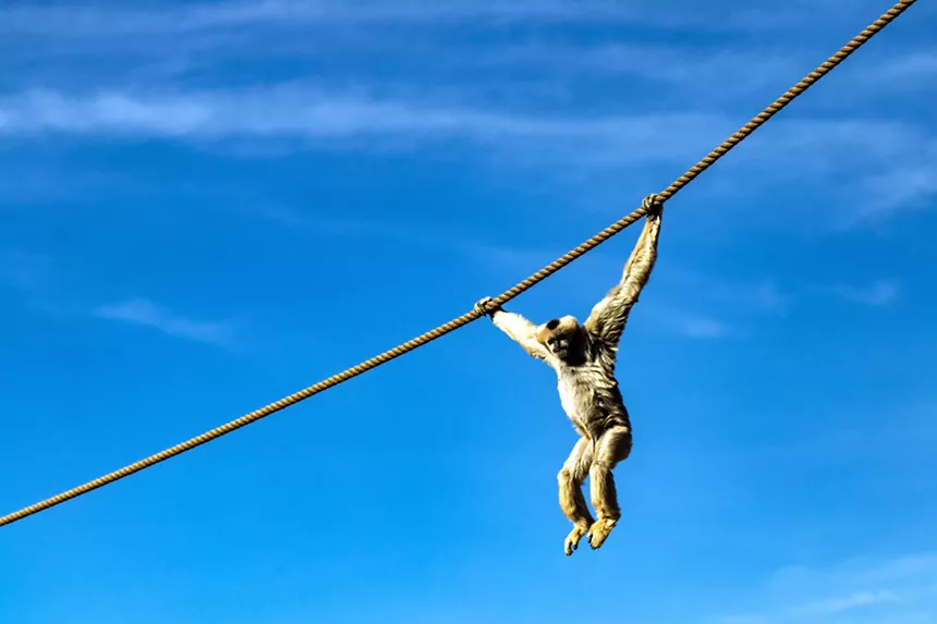 monkey swinging on a rope