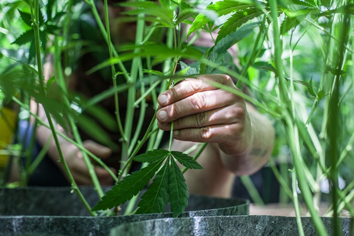 hands trimming marijuana plant leaves