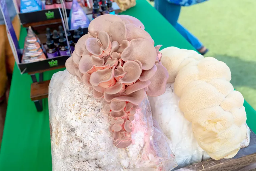 Mushrooms grow out of bag