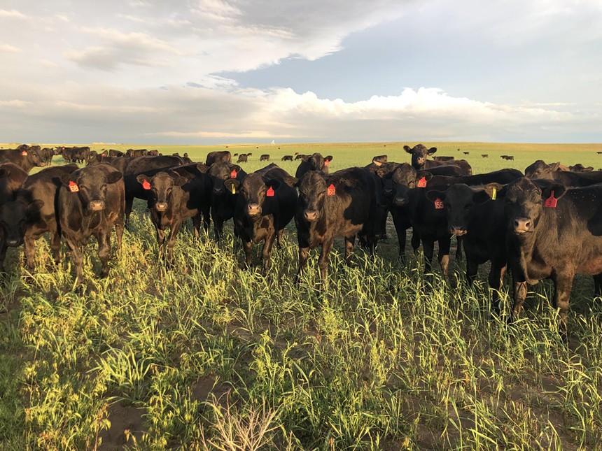 black cows in a pasture