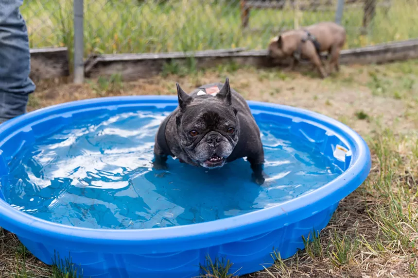 French Bulldogs in Conifer