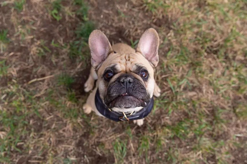 French Bulldogs in Conifer