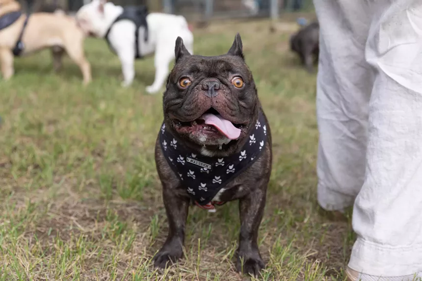 French Bulldogs in Conifer
