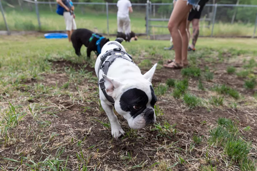 French Bulldogs in Conifer