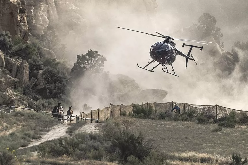 Wild horses being chased by a low-flying helicopter during a HMA round-up in Colorado