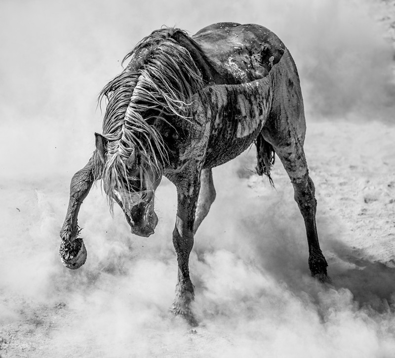 "Anger Management," a black-and-white photo of a mustang kicking up dust