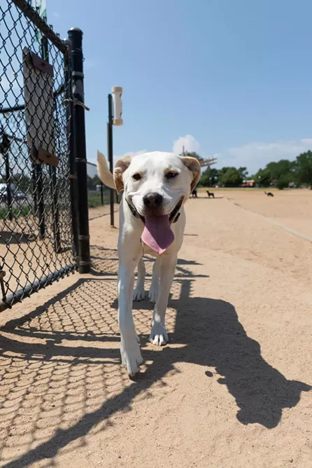 Greenway Dog Park