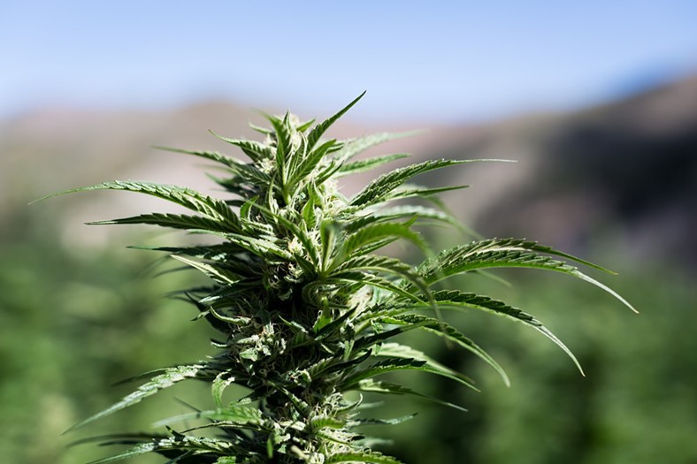 Marijuana plant in the sun
